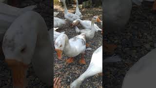 બતક🥰🤲🏻🦆🦢 बतख (Duck - डक )પક્ષીઓના અવાજ  #like #shorts #subscribe