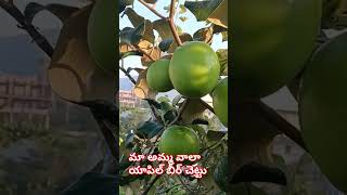 మా అమ్మ వాలా యాపిల్ బీర్ చెట్టు🫰