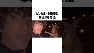 カンガルーの撃退方法