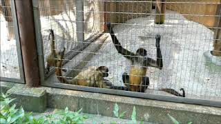 20200805 上野動物園　ジェフロイクモザル