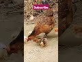 অরজিনাল দেশি মুরগির সহ বাচ্চা monkey দেশি chick pigeon