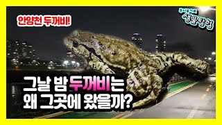 안양천 생태공원에 두꺼비들은 왜!?