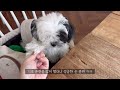 말티푸레오 브이로그 🐶 3개월 파티말티푸 파티말티푸 성장과정 말티푸 성장일기ㅣ포차코 강아지 아기 강아지 성장 브이로그 강아지 브이로그 maltipoo vlog