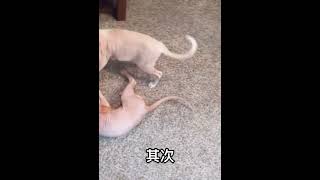 无毛猫是怎么培育的？怎么火的？好不好养？ #010