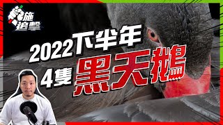 【施追擊】下半年經濟股市，4隻黑天鵝可能發生？｜241阿里健康+16%｜BA波音介紹｜ #全天候組合 #投資策略 #財務自由