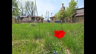 First Mow of the Year: Pathways in a Food Forest. Plus!!! Chickens and Honeyberries:)