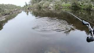 Murray Cod On Buzzbaits
