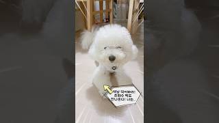 어휴~~귀찮아!! 😂😂 (A dog that finds everything annoying) #쇼츠 #shorts #더빙농장 #동물더빙 #구독 #강아지브이로그 #puppy