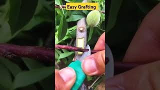 Grafting Technique||kitchen gardening #trees #horticulture #agriculture #fruits #grafting #Plants