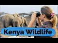 Amboseli National Park & Maasai Mara | Kenya Wildlife