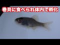 体中が寄生虫まみれの魚を捕獲したので飼育する！