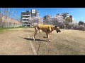 余命を越え約束を守ったグレートデン子犬！ありがとう