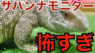 【サバンナモニター 飼育】狩りが怖すぎカッコ良すぎた 餌やり Savannah Monitor