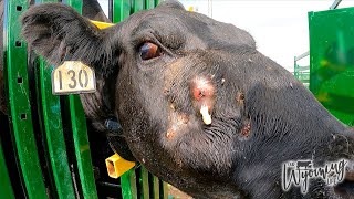 A Cow's Gross Abscess Getting Popped!