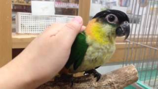 挿し餌2回 ズグロシロハラ♂ インコ専門店ぺありー Black-headed Caique