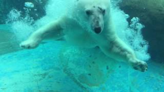 ホッキョクグマの飛び込み（豊橋総合動植物公園／のんほいパーク） 2017年8月5日