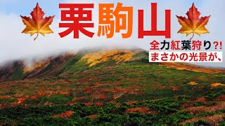 【栗駒山】天国⁇地獄の絨毯⁇紅葉の名所を暴風の中歩いてみた‼︎2020年ロケ動画