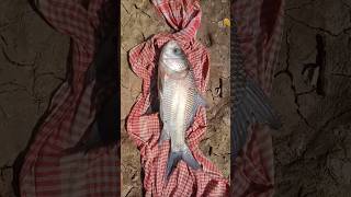 ଏହା ଭିତରୁ କଣ ବାହାରୁଛି ଟିକିଏ ଲକ୍ଷ୍ୟ କର #desikatlafish