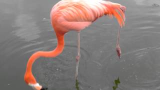 同じ動作の繰り返し！　片足立ちフラミンゴ　Repetition of the same work!  Standing flamingo one leg【東武動物公園　Tobu Zoo】