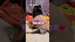 休憩中。シニア犬#チワワ #老犬 #short