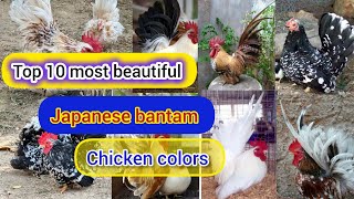 Top 10 most beautiful colors of japanese bantam chicken | japanese bantam chicken | japanese chicken