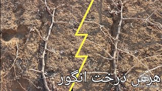 هرس درخت انگور #هرس #انگور #pruning