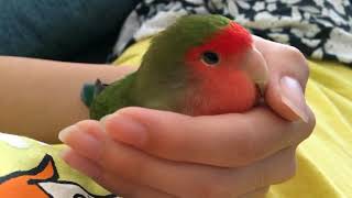 【ベタ慣れ コザクラインコ】 手から離れたくないインコ