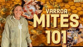 Varroa Mites 101 | What EVERY Beekeeper Needs To Know! #beekeeping