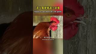 Why can keeping a rooster at home protect the owner and ward off evil? #shorts #nature #wildlife