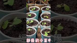 #姑娘果種植，修剪，打岔，施肥，怎樣在不同氣溫下結果多/ How to grow golden berry。