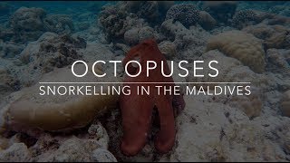 Snorkelling in the Maldives - Octopuses