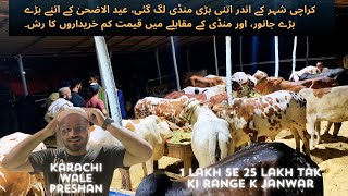 Karachi Cow Mandi Me Qurbani Ke Janwaron ki bharmaar | Cow Mandi 2024 | khareedaron Ka Rash