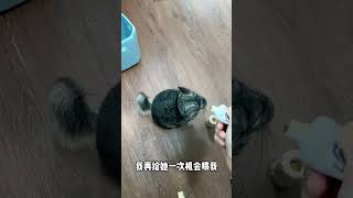 龙猫的身体里是不是真有兔子的基因阿 不然为什么蹦起来这么像兔叽 #龙猫