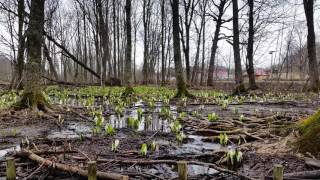 網走湖近くの水芭蕉群生地 2017.4.19