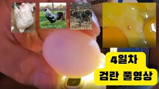 실버, 스플리쉬, 화이트 아메라우카나 종란 부화 4일차 검란 시작합니다. It's the 4th day of the egg hatching