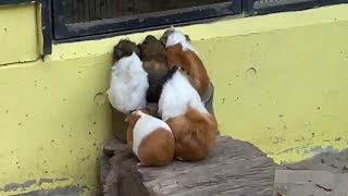 お部屋に帰りたいモルモットちゃん　Guinea pigs who want to go back to their rooms.