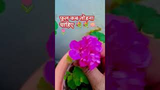 #flowers भगवान को चढ़ने वाला पुष्प बिना नहाए तोड़ना चाहिए #garden #viral short🪷🪷🪷