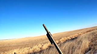 solo pheasant hunting with my special hunting dog