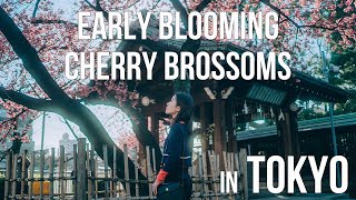 Early blooming cherry blossoms in Tokyo / 東京で最初に咲く桜