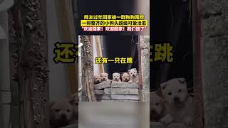 网友过年回家被一群狗狗围观，一排整齐的小狗头超级可爱治愈 #狗狗 #可爱 #回家 #过年 #农村生活