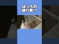 🦔動物謎行動選手権ならぶっちぎり1位なハリネズミ shorts