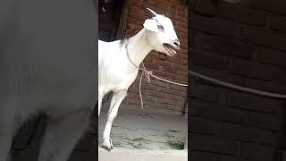 Cute baby goat sound। Goat sound video for kids p