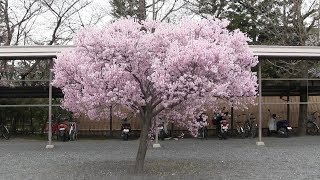 天理教教会本部～郡山城跡 Tenrikyo Church Headquarters - Koriyama Castle Ruins (Nara, Japan)