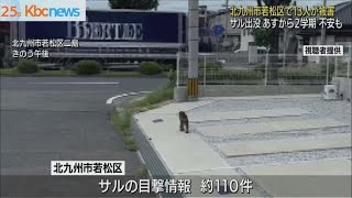 北九州市若松区　サルに噛まれるなど１３人が被害