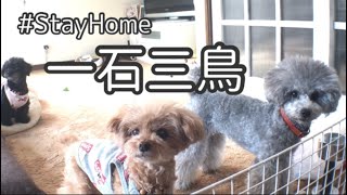 愛犬に知育＆歯磨き＆おやつを1度にする方法【トイプードル】【多頭飼い】【#トイプードルどりらぶかむ】