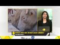 wion gravitas 23rd january 2019