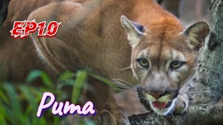 Il puma, il leone delle montagne! Pillole di zoologia Ep10