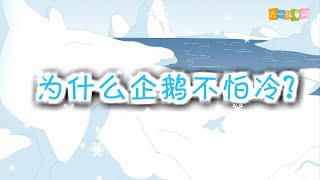 十万个为什么 | 十萬個爲什麽 | EP77《为什么企鹅不怕冷？》| 幼儿科学教育 | 儿童科普 | 幼儿科普 | 高清