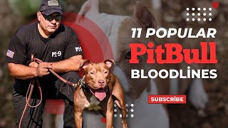 11 popular Pitbull Bloodlines