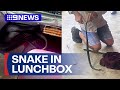 Schoolgirl gets fright of her life after snake found in lunchbox | 9 News Australia